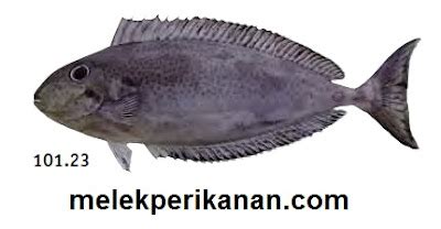 kumay fish|Ikan Kumai, Kapasan atau Barred Unicornfish (Naso .